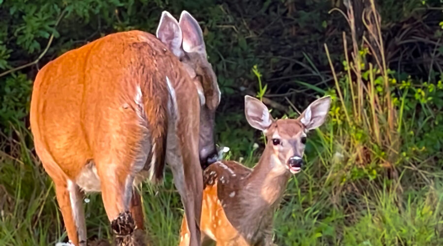 A female white tailed deer grooms her fawn.