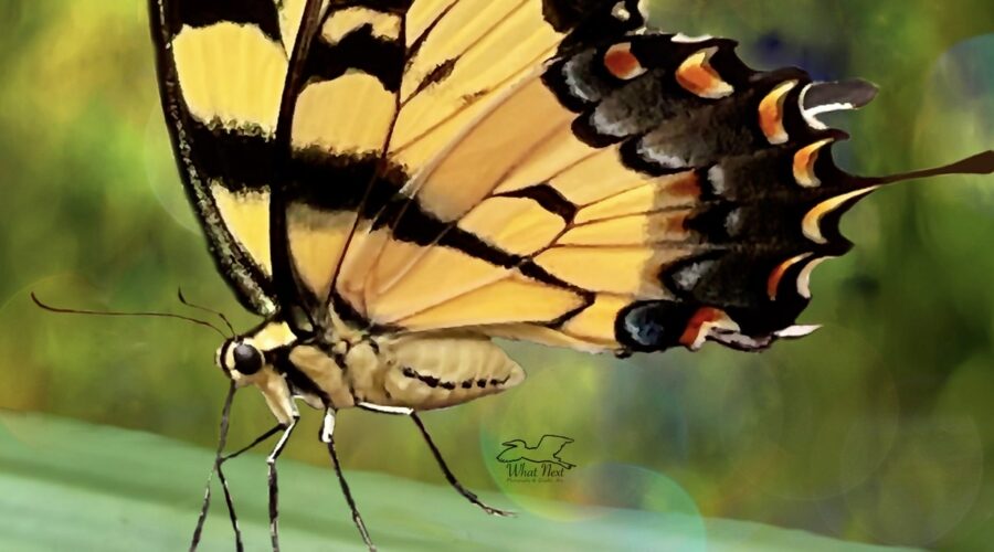 A zebra swallowtail butterfly explores a palm frond with its long proboscis.