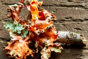 Cup lichens, like this British soldier lichen, are sometimes also called pixie cups.