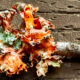 British Soldiers is a Colorful Cup Lichen that Grows on Trees