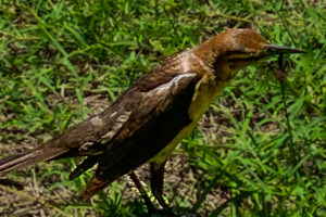 A female boat tailed grackle stares attentively at an area of longer grass in hope of capturing an insect meal.