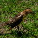The Wonderful Boat Tailed Grackle is Often Found Near Water