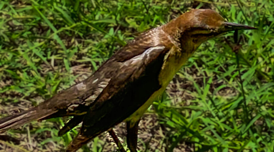 A female boat tailed grackle stares attentively at an area of longer grass in hope of capturing an insect meal.