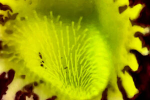 If you look deep into the throat of a pipevine flower, you will see small stamens and pollen that create a yellow glow.
