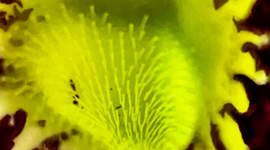 If you look deep into the throat of a pipevine flower, you will see small stamens and pollen that create a yellow glow.