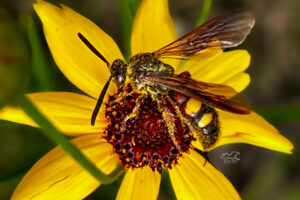 Noble scoliid wasps are common pollinators on spring and summer flowers.