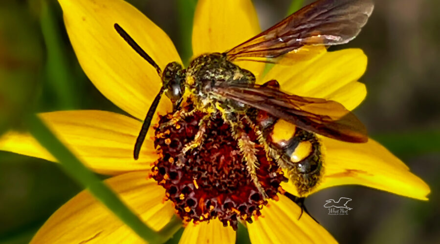 Noble scoliid wasps are common pollinators on spring and summer flowers.