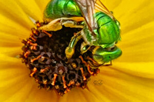 A shiny green sweat bee makes its way around the center of a tickseed flower.