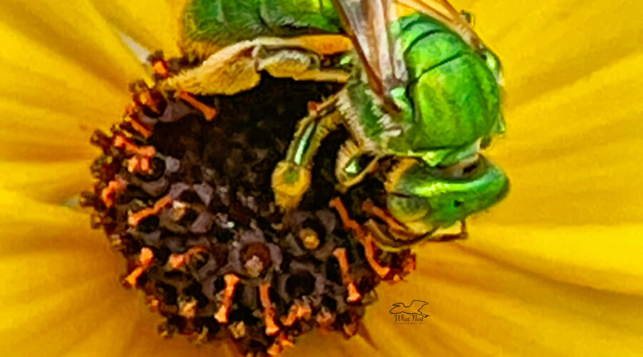 A shiny green sweat bee makes its way around the center of a tickseed flower.