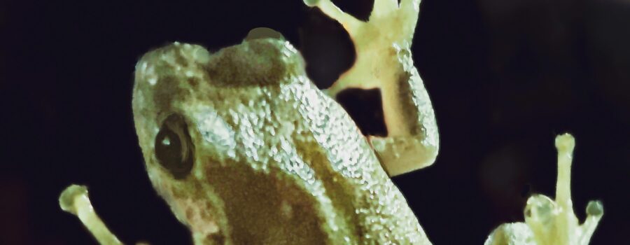 A green tree frog hang out on a window at night.