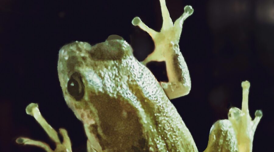 A green tree frog hang out on a window at night.