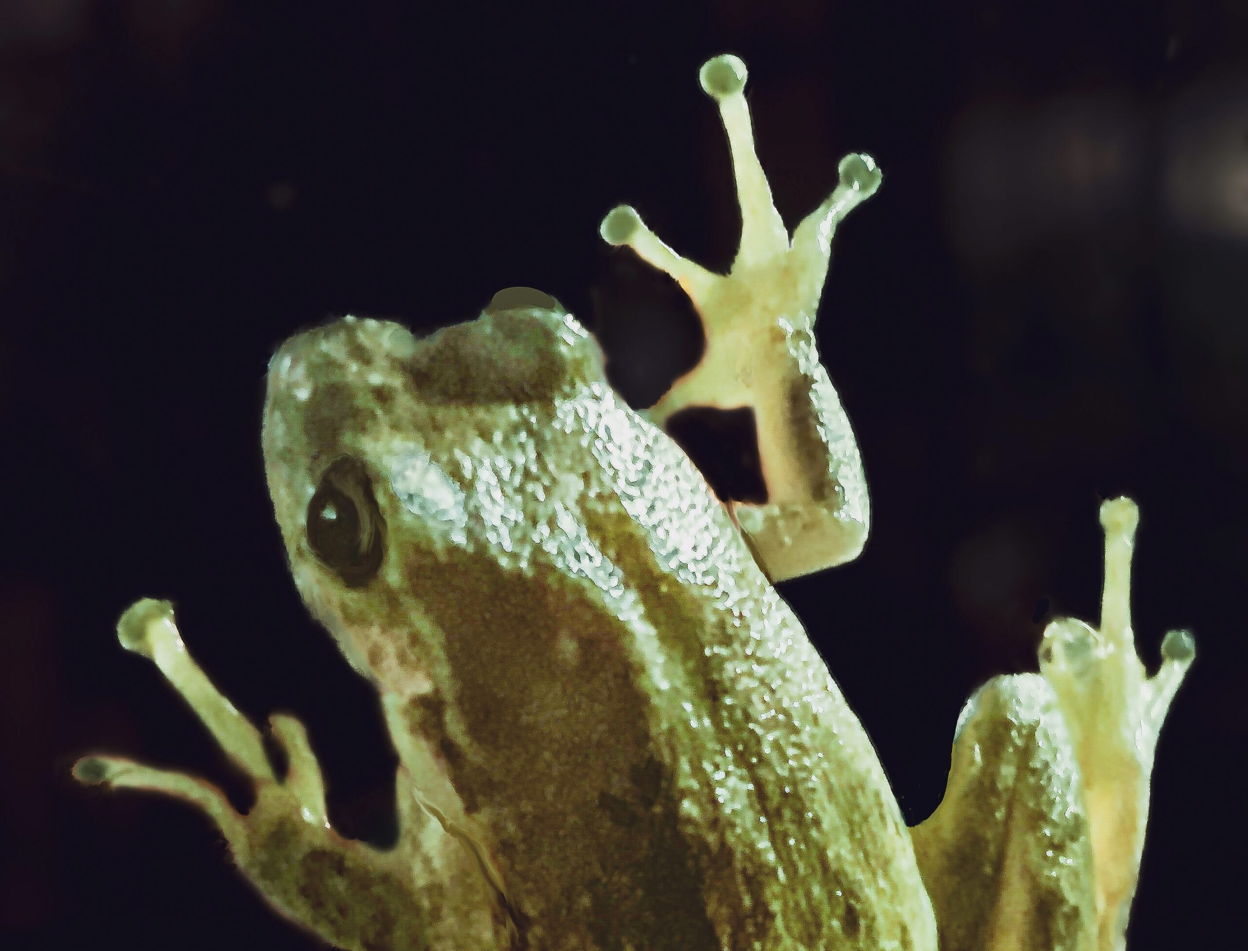 Beautiful Green Tree Frogs Love to be Out at Night – What Next