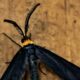 Grapeleaf Skeletonizer Moths Have Interesting Habits