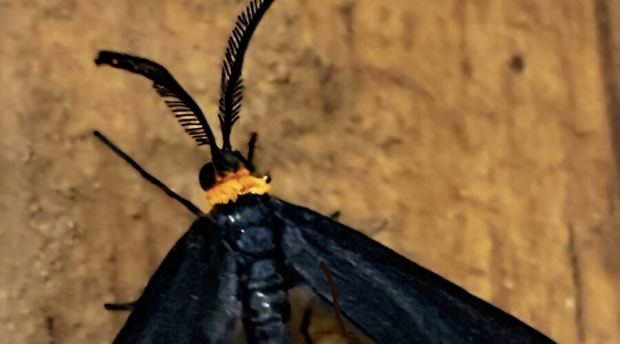 The adult Grapeleaf skelotonizer has a tuft of hair on the end of the abdomen and long narrow wings.