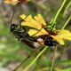 The Uncommon Ammophila Wasp is Quite Beautiful