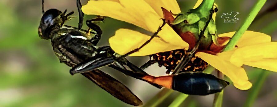 Thread waisted wasps look very delicate with their long, thin abdomens.