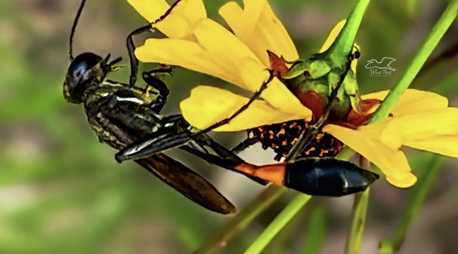 Thread waisted wasps look very delicate with their long, thin abdomens.