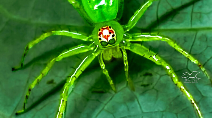 Magnolia green jumping spiders are known to be very effective huntresses.