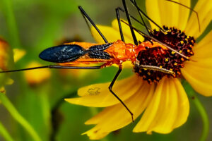 Milkweed assassin bugs hang around on flowers and in weeds searching for insect prey.