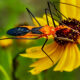 Milkweed Assassin Bugs are Great Hunters and Pest Controllers