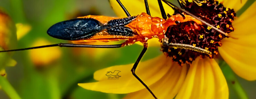 Milkweed assassin bugs hang around on flowers and in weeds searching for insect prey.