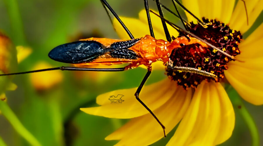 Milkweed assassin bugs hang around on flowers and in weeds searching for insect prey.