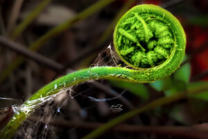 A new, curled fern frond is surrounded by spider webs.