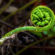 Baby Fern Shoots are Beautiful, Especially When Covered in Spider Webs