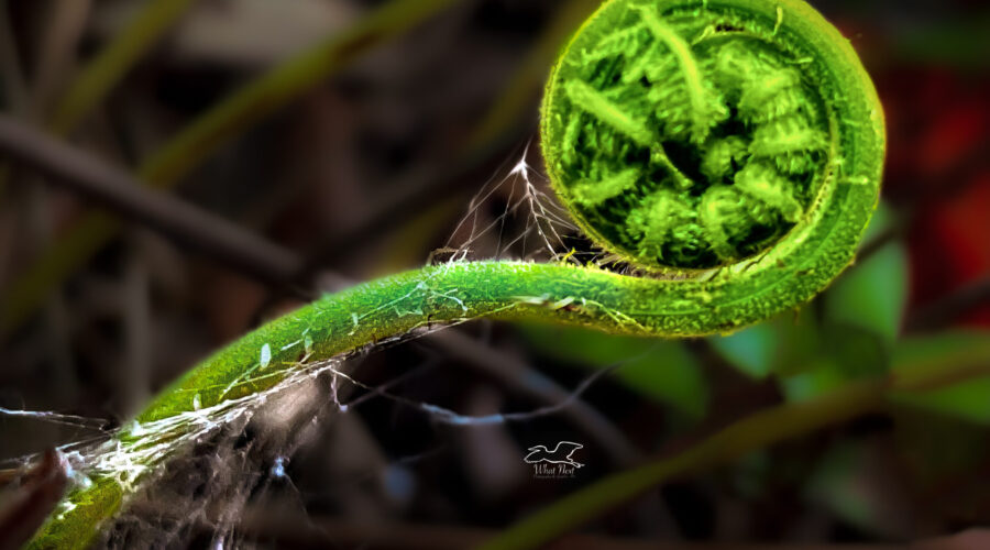 A new, curled fern frond is surrounded by spider webs.