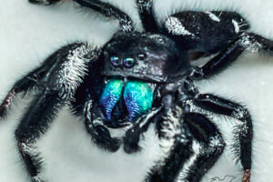 You can see why it’s called a regal jumping spider when it’s colorful fangs are extended and reflecting in the eyes.