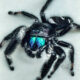 Regal Jumping Spiders Can Be Big and Colorful