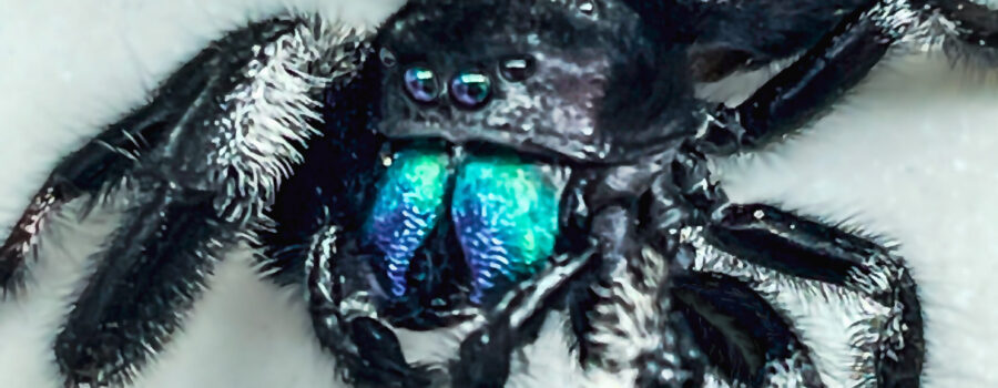 You can see why it’s called a regal jumping spider when it’s colorful fangs are extended and reflecting in the eyes.