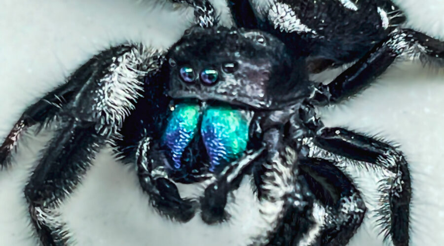 You can see why it’s called a regal jumping spider when it’s colorful fangs are extended and reflecting in the eyes.