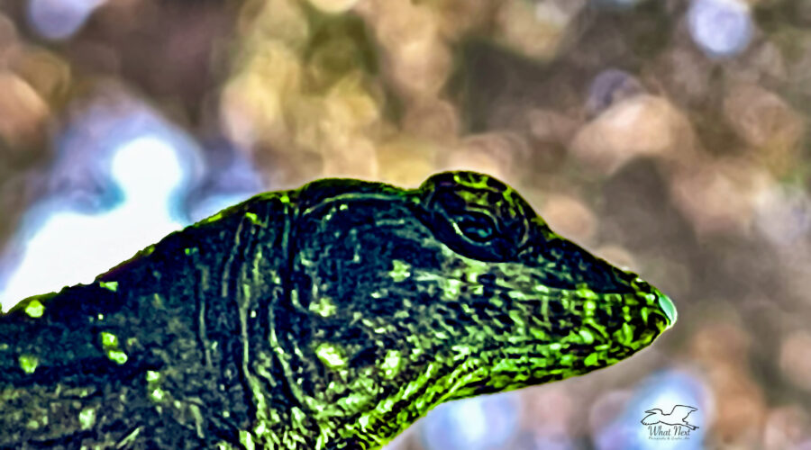 A fence lizard sits in the sun on a warm summer afternoon.