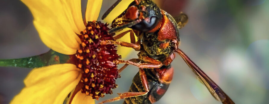 Great golden digger wasps are one of many pollinators that are often found on Leavenworth’s tickseed flowers.