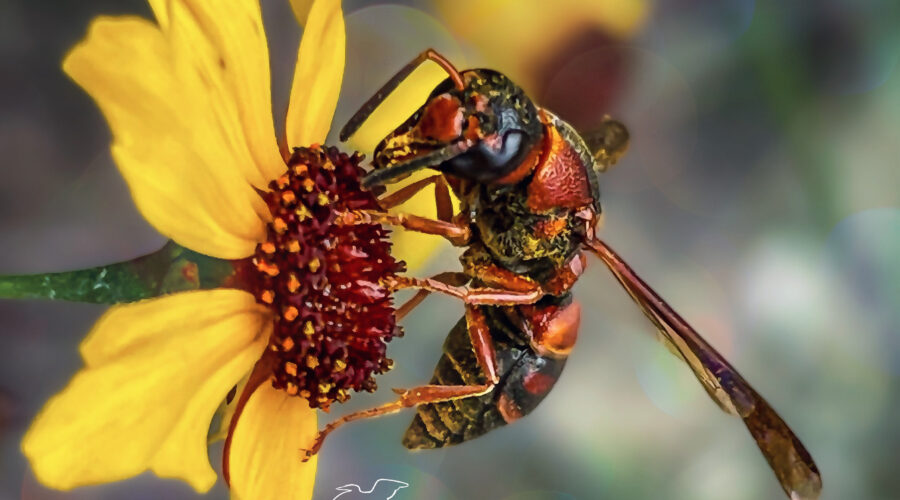 Great golden digger wasps are one of many pollinators that are often found on Leavenworth’s tickseed flowers.