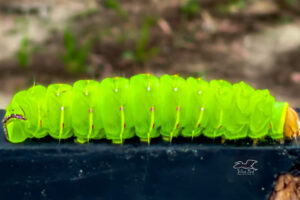 The luna moth caterpillar is a striking bright green color.
