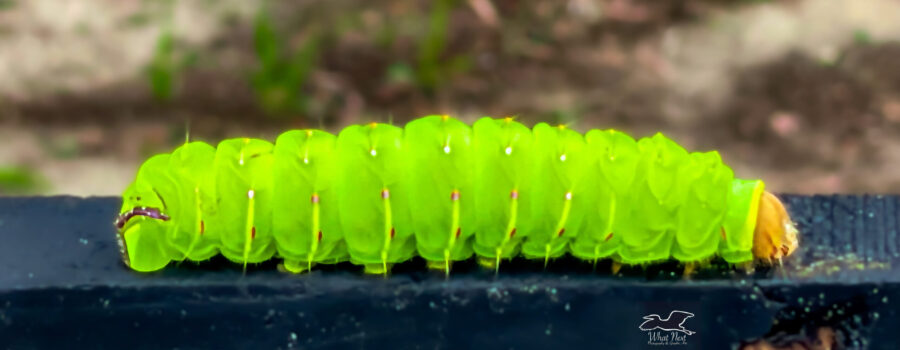 The luna moth caterpillar is a striking bright green color.