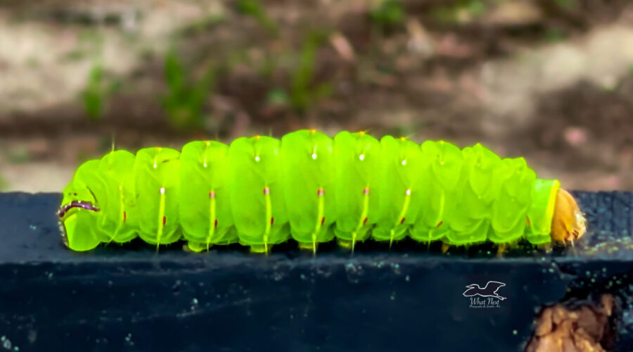 The luna moth caterpillar is a striking bright green color.