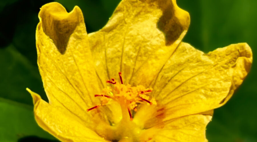 This is a perfect specimen of the bright yellow summer flower of the arrow leaf sida plant.