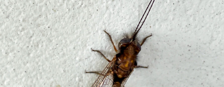 The owlfly is a very unique type of fly, looking something like a cross between a fly and a dragonfly.