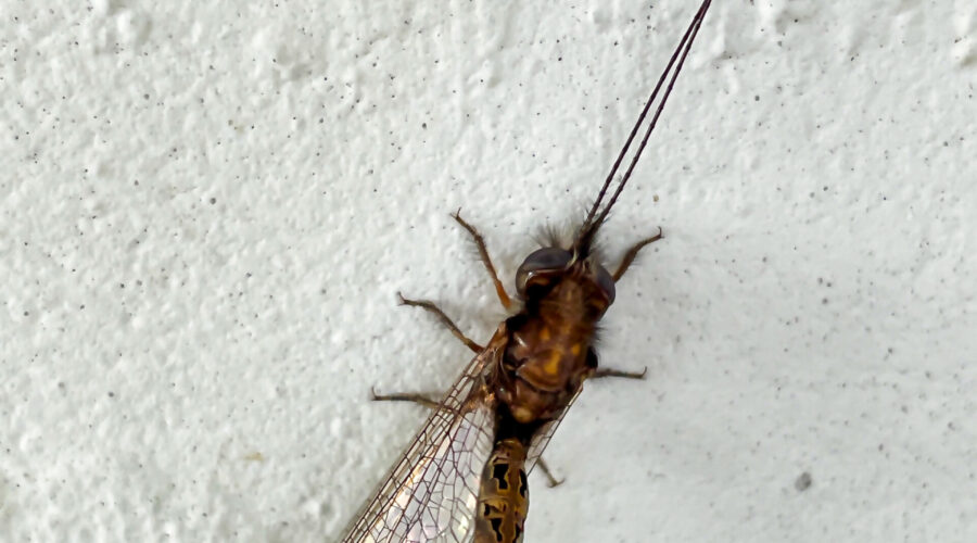 The owlfly is a very unique type of fly, looking something like a cross between a fly and a dragonfly.