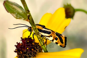 A beautiful little Spragueia moth sips nectar from a tickseed flower.