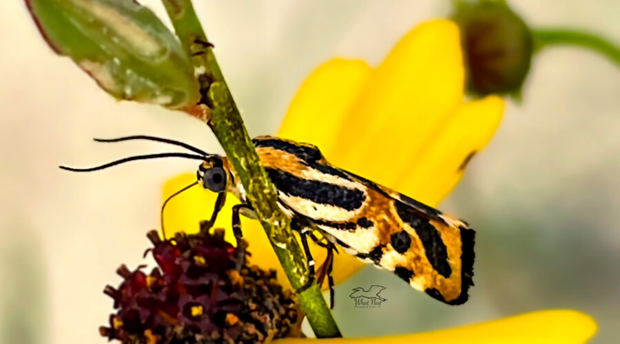 A beautiful little Spragueia moth sips nectar from a tickseed flower.