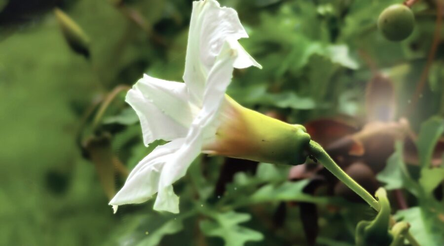 An Alamo vine sports two open flowers and a host of buds.