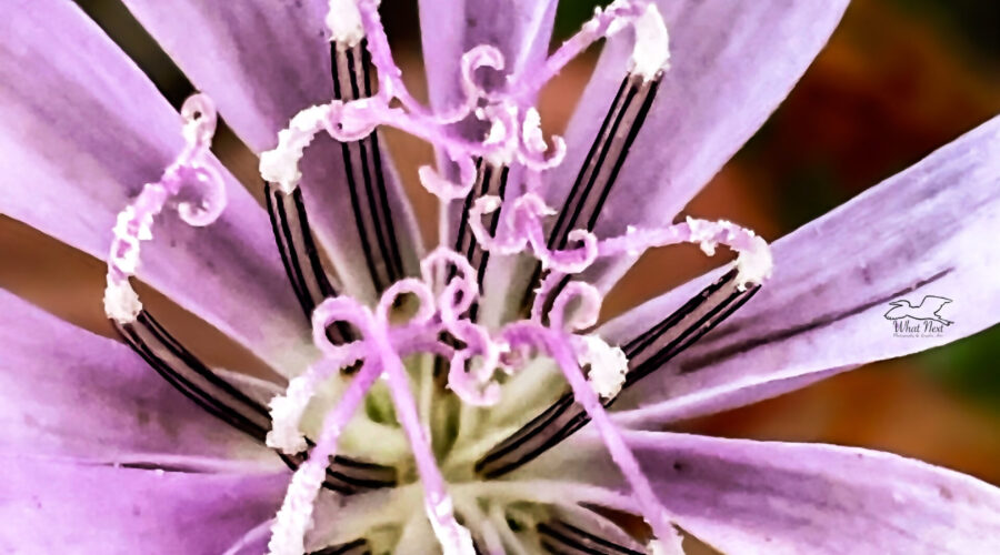 A closeup image of a rose rush flower shows it’s interesting and beautiful stamens and pistils.