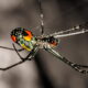 The Mabel Orchard Orb Weaver Looks Amazing with Little Color