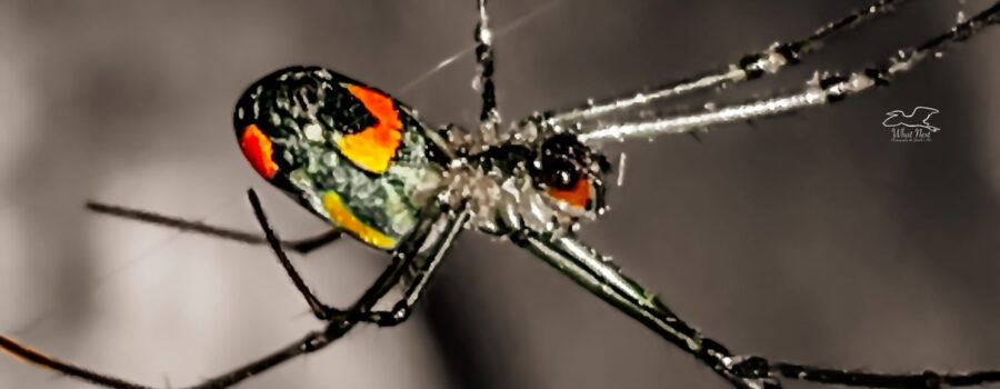 A Mabel orchard orb weaver hangs upside down from a thread of her web. Most of the photo is in black and white with only the yellow and orange areas still having tint.