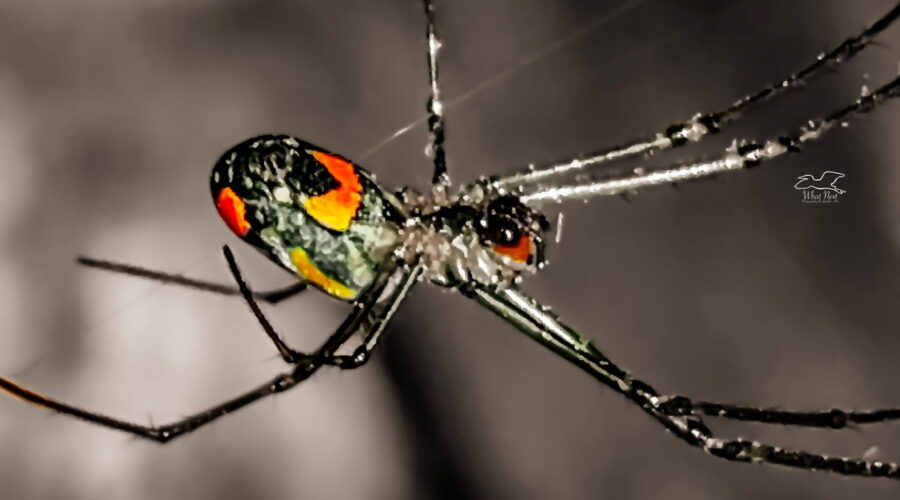 A Mabel orchard orb weaver hangs upside down from a thread of her web. Most of the photo is in black and white with only the yellow and orange areas still having tint.