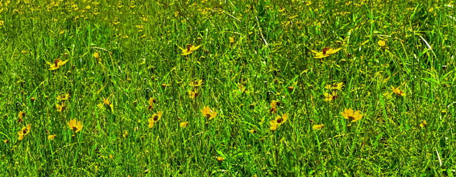 A field full of tickseeds from the genus Coreopsis is a beautiful sight in late summertime.